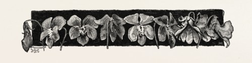 FLOWERS, ORNAMENT, PATTERN, DESIGN, CANADA, NINETEENTH CENTURY ENGRAVING
