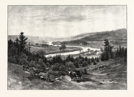 JUNCTION OF THE NASHWAAK AND TAY, CANADA, NINETEENTH CENTURY ENGRAVING