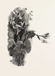 NOVA SCOTIA, SPRING BEAUTY, SANGUINARIA, AND DOG-TOOTH VIOLET, CANADA, NINETEENTH CENTURY ENGRAVING