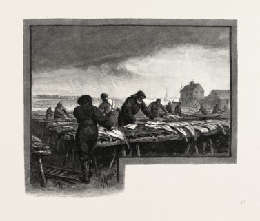 NOVA SCOTIA, DRYING CODFISH, CANADA, NINETEENTH CENTURY ENGRAVING