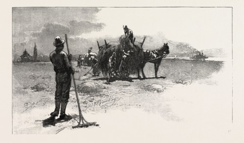 FRENCH CANADIAN LIFE, GATHERING MARSH HAY, CANADA, NINETEENTH CENTURY ENGRAVING