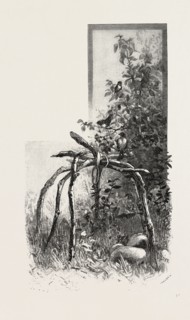 INDIAN VAPOUR BATH, CANADA, NINETEENTH CENTURY ENGRAVING