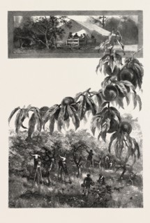 NIAGARA DISTRICT, THE FRUIT HARVEST, CANADA, NINETEENTH CENTURY ENGRAVING