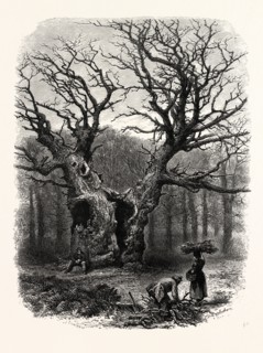 WINDSOR: William the Conqueror's Oak, UK, britain, british, europe, united kingdom, great britain,