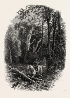 In Cedar Walk, Virginia Water, village being in the Borough of Runnymede in Surrey, UK, britain,