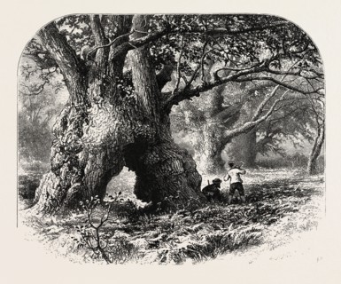 THE FOREST SCENERY OF GREAT BRITAIN: Oaks in Needwood Forest, UK, britain, british, europe, united