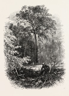 THE FOREST SCENERY OF GREAT BRITAIN: The Victoria Oak, Windsor Forest, UK, britain, british,