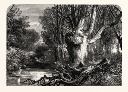 IN THE NEW FOREST, NEAR LYMINGTON, UK, britain, british, europe, united kingdom, great britain,