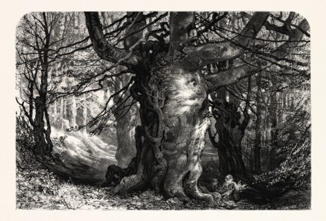THE FOREST SCENERY OF GREAT BRITAIN: BURNHAM BEECHES, UK, britain, british, europe, united kingdom,
