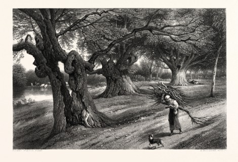 THE FOREST SCENERY OF GREAT BRITAIN: AT BURNHAM BEECHES, UK, britain, british, europe, united