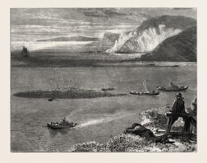 Pilchard Fishing off the Lizard, UK, britain, british, europe, united kingdom, great britain,