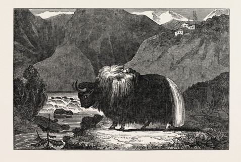 THE YAK OF THIBET