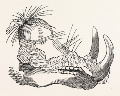 HEAD OF THE ETHIOPIAN BOAR.