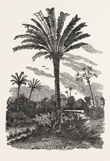 THE FAN-PALM, fan palm