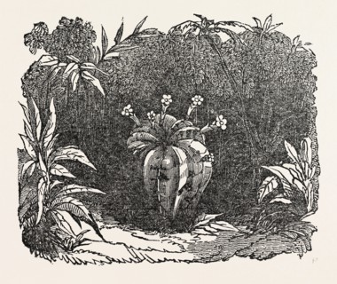 THE MELON-CACTUS, melon cactus