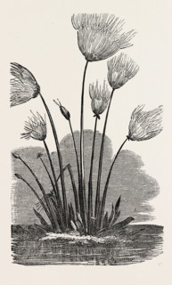 THE CYPERUS PAPYRUS.