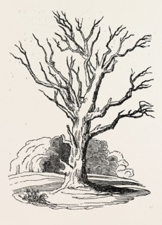 HERNE'S OAK, IN WINDSOR PARK. UK, britain, british, europe, united kingdom, great britain, european