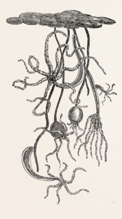 MAGNIFIED VIEW OF THE FRESHWATER POLYPE