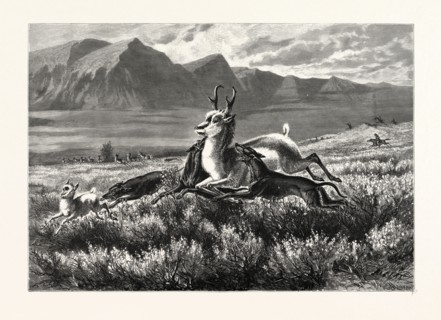ANTELOPE-HUNTING ON THE PLAINS. W.M. CARY