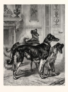 GENTLEMEN OF LEISURE. BY SPECHT. Dogs