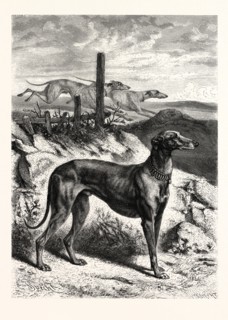 ENGLISH GREYHOUNDS. AFTER SPECHT