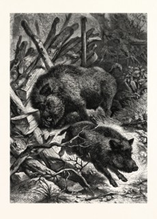 WILD BOARS. AFTER SPECHT. Wild boar (Sus scrofa), also known as wild pig, is a species of the pig