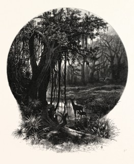 A HUMMOCK, FLORIDA. J.D. WOODWARD