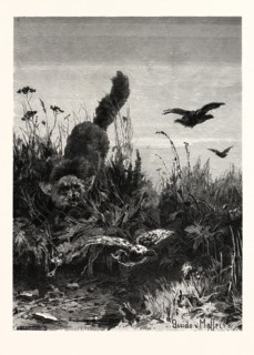 ALMOST A DINNER! AFTER GUIDO VON MAFFEI. Fox, bird, birds