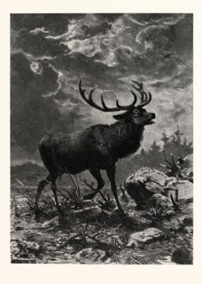 A DEER; AFTER SPECHT
