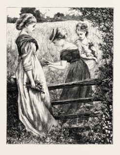 "Gems of the changing autumn, how beautiful ye are! Shining from your glossy stems like many a