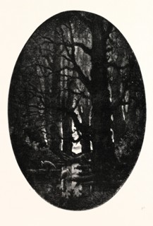 How many centuries of change and chance Those gnarled gray trunks have sentineled, calm and still,