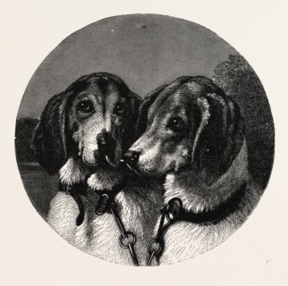 THE STAG-HOUNDS
