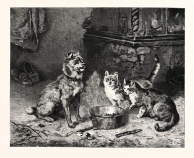 PATIENCE, dog and cats dinner.