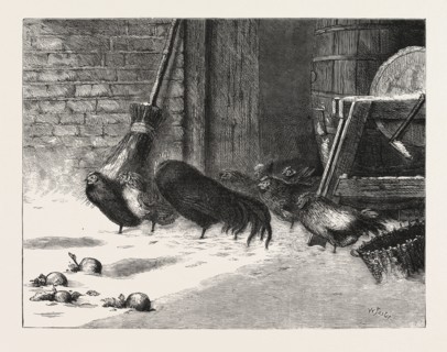WAITING FOR A BREAK. ENGRAVING 1876, CHICKEN, CHICKENS, BIRD, BIRDS, FOWL, FOWLS