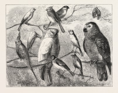 THE BIRD SHOW AT THE CRYSTAL PALACE, LONDON, ENGRAVING 1876, UK, britain, british, europe, united