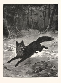 FOX-HUNTING: BREAKING COVER., FOX, HUNT, HUNTING, ENGRAVING 1876, UK, britain, british, europe,