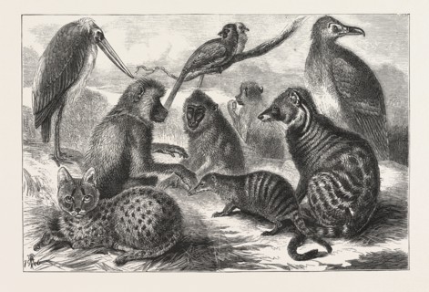 LIEUTENANT CAMERON'S ADDITIONS TO THE ZOO, YOUNG WILD CAT, ANGOLA VULTURE, MANDRIL, ICHNEUMON,