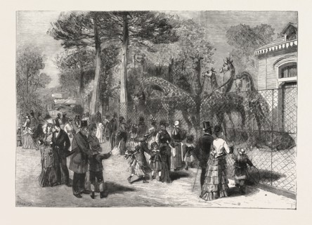 THE GIRAFFES IN THE JARDIN D'ACCLIMATATION, PARIS, FRANCE, ENGRAVING 1876
