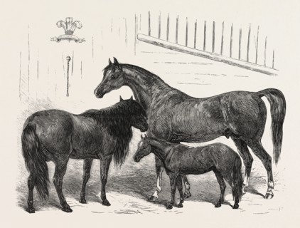 THE PRINCE OF WALES INDIAN HORSES AT THE AGRICULTURAL HALL HORSE SHOW. CABULEE, NAWAB, HUSSAR,