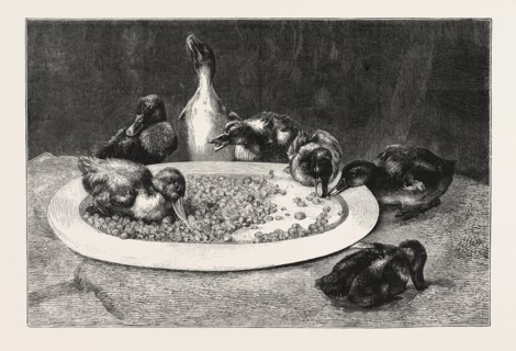 DUCKS AND GREEN PEAS, PICTURE BY J.C. DOLLMAN, ENGRAVING 1876