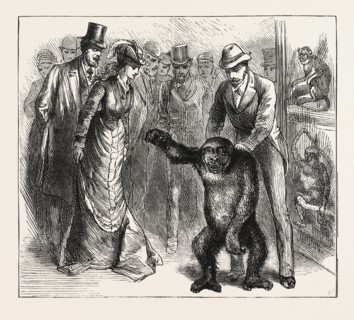 A DISTINGUISHED VISITOR AT LIVERPOOL, THE YOUNG GORILLA HOLDING A RECEPTION IN THE MUSEUM,