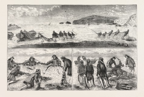 SALMON FISHING: FISHING SALMON, MOUTH OF THE RIVER TIVEY, CARDIGANSHIRE, HAILING IN THE SEINE NET,