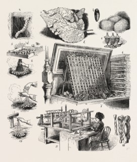 THE BRAZILIAN SILK WORM EXHIBIT, PHILADELPHIA EXHIBITION, 1.â€î(a) The Moth laying Eggs ; (b)