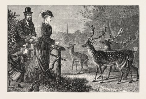 FEEDING THE DEER, PHOENIX PARK, DUBLIN, IRELAND, ENGRAVING 1876, europe, european