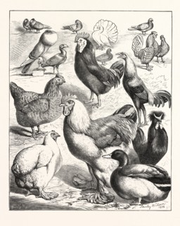 PRIZE WINNERS AT THE CRYSTAL PALACE POULTRY SHOW, LONDON, ENGRAVING 1876, UK, britain, british,