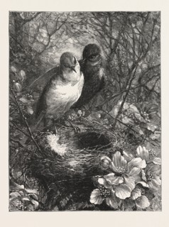 THE FIRST NEST, ENGRAVING 1876, BIRD, BIRDS, SPRING, NATURE