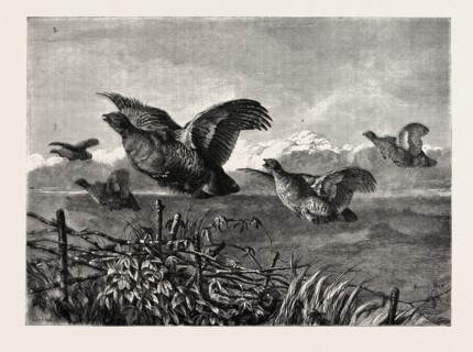 A COVEY OF PARTRIDGES