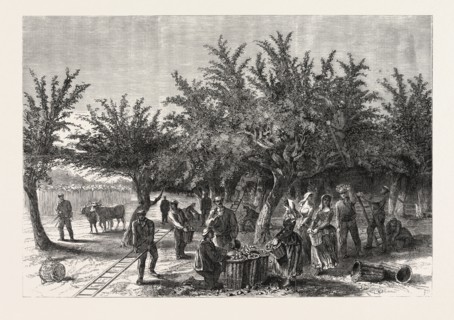 THE APPLE HARVEST IN JERSEY, DRAWN BY ALFRED SLADER, 1865