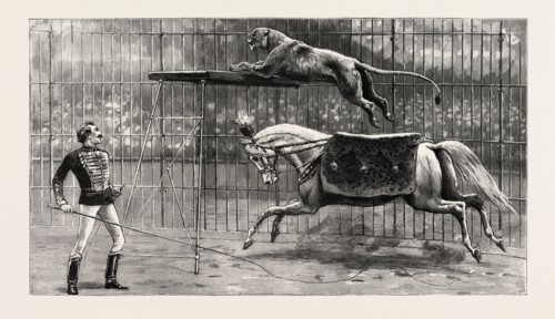 THE EQUESTRIAN LION GOING THROUGH HIS PERFORMANCE AT COVENT GARDEN THEATRE, LONDON, engraving 1890,