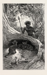 I SAW IN THE HOLLOW BETWEEN THE ROOTS OF A BIG TREE THREE LITTLE CUBS ABOUT TWO MONTHS OLD,